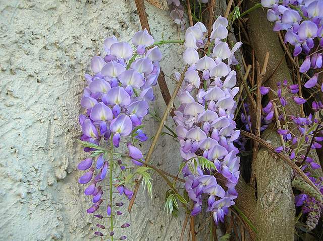 Wistaria sinensis / Glicine (pianta coltivata)